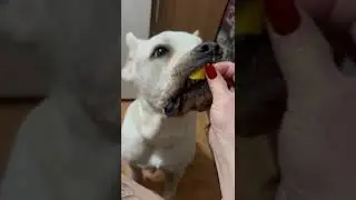 Белый Кане Корсо ( два голодных пятачка)😂😂😂