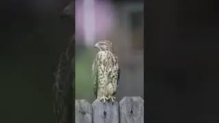 Majestic Cooper Hawk - The King Of The Skies!