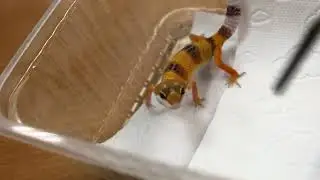 Зло. Эублефар пятнистый. Eublepharis macularius. Морфа Super Hypo Tangerine