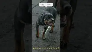 #rottweiler