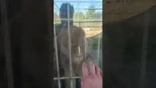 Лев охотится на козу ( часть 2 ) 