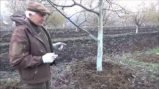 Правильное мульчирование приствольных кругов ореха грецкого. Январь 2023