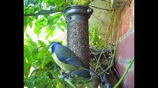 Bluetit feeding