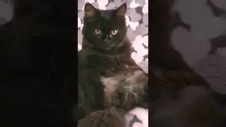 Всё равно любимый🥰 