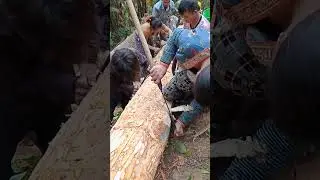 ntoo nyiaj ntoo kub 2 3  xyoos mụa ib zaug 7/4/2024