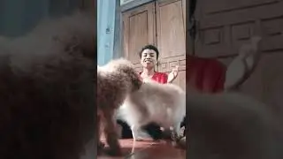 #shorts #dogs