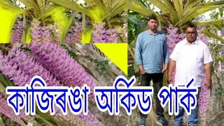 Kaziranga Orchid Park/কাজিৰঙা অৰ্কিড পাৰ্ক।।