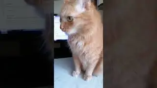 В смысле, внешность не главное?! #котики #озвучка #юмор #приколы