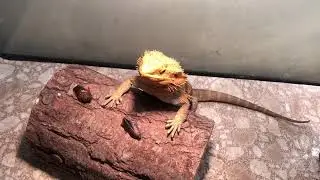 Mikki Tries Dubia Roaches