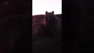 DEV BOZ AYI KAMERANIN ÜSTÜNE YÜRÜDÜ!