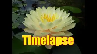 Nymphaea Lemon Meringue