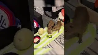 Big Ounce's Nightly Routine @TheUrbanRescueRanch