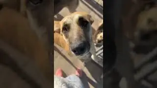#помощьбездомнымживотным