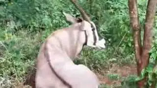Kaveti Kaa