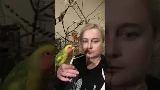 Маша и компания❤️ Смешные попугаи неразлучники 