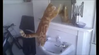 коты в зеркалах