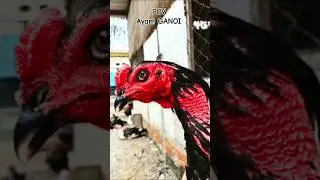 Ayam GANOI Vol 3 #shorts #ayamganoi #ayamhobi #serbatutorial78