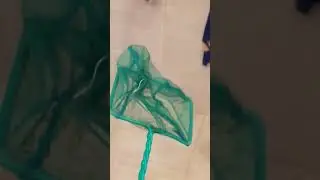 Лайфхак как убрать какашки у ящерицы на песке. Быстро и легко. 