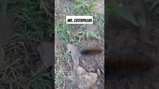 hello mr caterpillar #music #manila  #caterpillar
