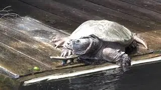 Snapping Turtle at Ahmic Lake