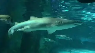 Camera following shark in aquarium