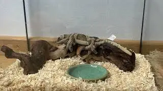 Garry the Gecko wants to eat a spider! Garry the Gecko #01 (stop motion)