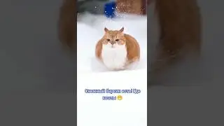 рыжий снежный Барсик 