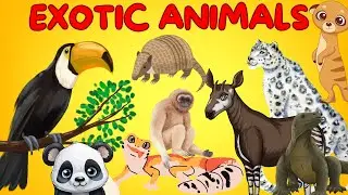 Exotic Animals for kids | Learning Educational Video for Toddlers