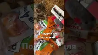 Подарки для Смугастика #житомир #кошкииринышевчук #иринашевчуккотики #жизньскошками #мизукраїни