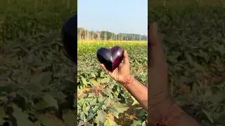 Brinjal 🍆 = Heart ❤️ 
