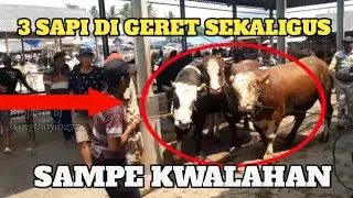 3 SAPI BERSAUDARA, BERJALAN BERIRINGAN