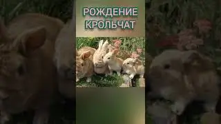 КРОЛИКИ. От рождения до двух недель.