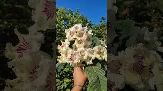 Стрептокарпус KT-Amouage. Цветение стрептокарпуса в июле