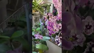 Отцветаем 