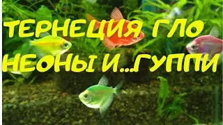 Ternetsia GLO. Neons and.....guppies
