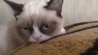 Тот самый веселый кот)))