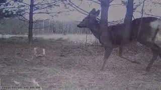 Sołectwo Łukówiec - wybrane filmy z fotopułapek