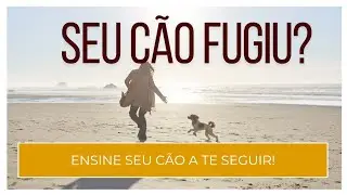 Cães que fogem, como resolver?