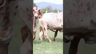 Ejemplares Gyr 🐮