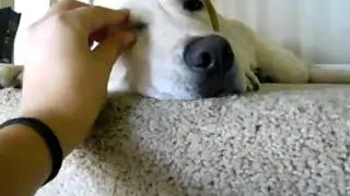 tired dog