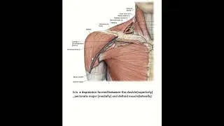 Tip of coracoid process 