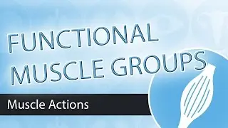 Muscle Actions- Functional Groups