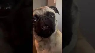 The Look Of Pug #pug #pugnation #dog #puglife #cute #dogs #abc #look #pugs #pugspugspugs #80s