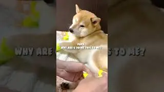 Shiba Tries On Dog Boots For The First Time🤭#shibainu #shiba #shorts #boots #dogshoes