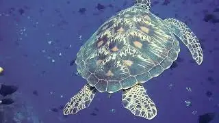No Copyright Videos - Turtle Underwater- No Copyright Zone