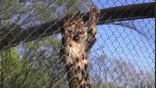 zoo mesh for leopard cages