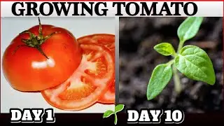How to Grow Tomato from Fresh Tomato Seed at Home 💯 The Easy Way