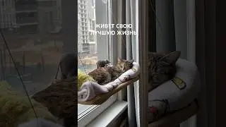 В следующей жизни я стану кошкой🐱