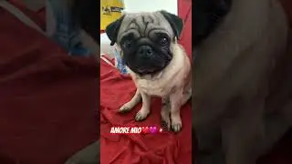 Мой любимый мопсик 