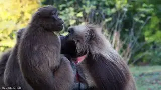 Gelada Baboon| Black Baboon| Black Monkey